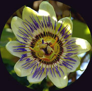 FLOR DO MARACUJÁ